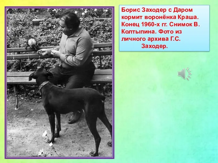 Борис Заходер с Даром кормит воронёнка Краша. Конец 1960-х гг.