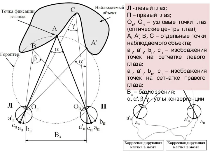 Л - левый глаз; П – правый глаз; Ол, Оп