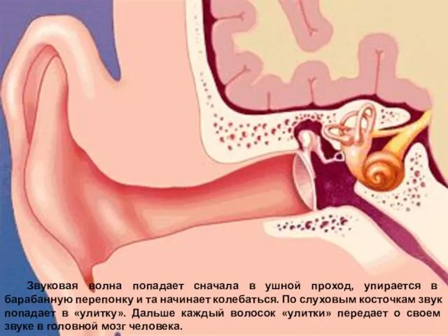 Звуковая волна попадает сначала в ушной проход, упирается в барабанную