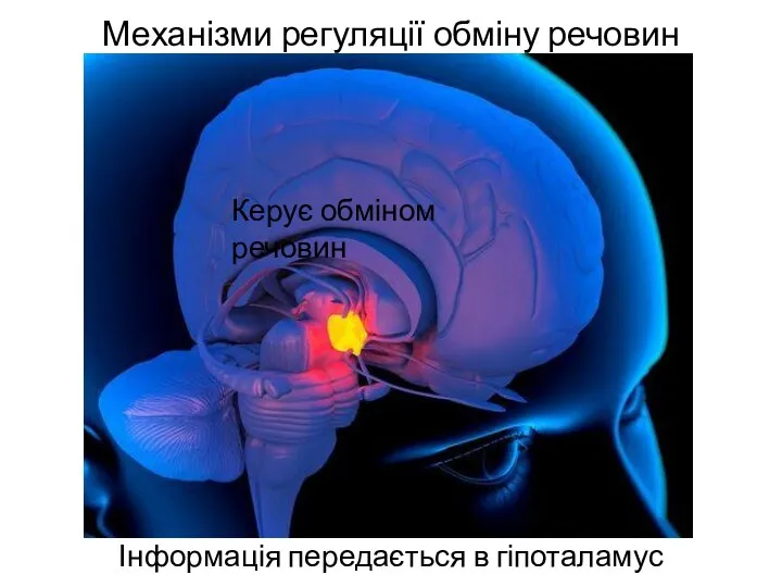 Механізми регуляції обміну речовин Інформація передається в гіпоталамус Керує обміном речовин