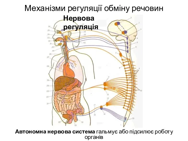 Механізми регуляції обміну речовин Автономна нервова система гальмує або підсилює роботу органів Нервова регуляція