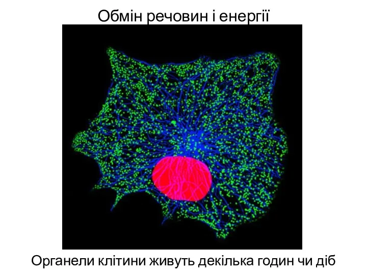 Обмін речовин і енергії Органели клітини живуть декілька годин чи діб