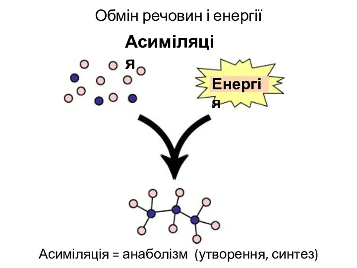 Обмін речовин і енергії Асиміляція = анаболізм (утворення, синтез) а Асиміляція Енергія