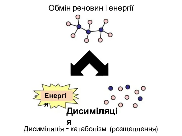 Обмін речовин і енергії Дисиміляція = катаболізм (розщеплення) Енергія Дисиміляція