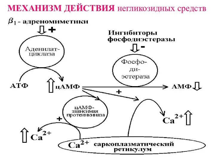 МЕХАНИЗМ ДЕЙСТВИЯ негликозидных средств