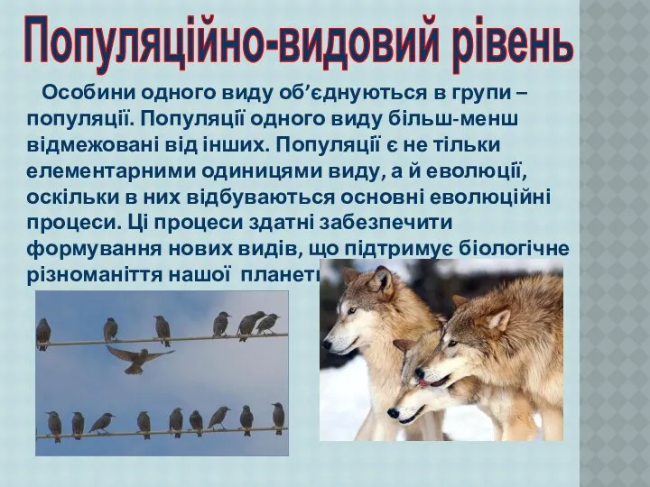 Особини одного виду об’єднуються в групи – популяції. Популяції одного