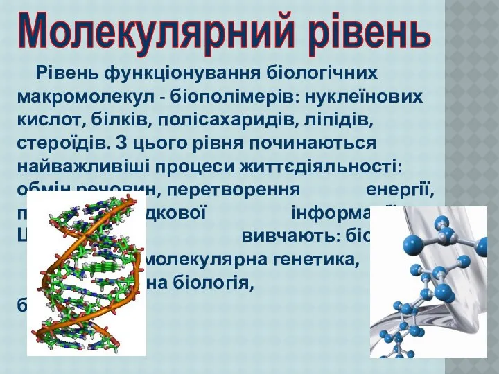 Рівень функціонування біологічних макромолекул - біополімерів: нуклеїнових кислот, білків, полісахаридів,
