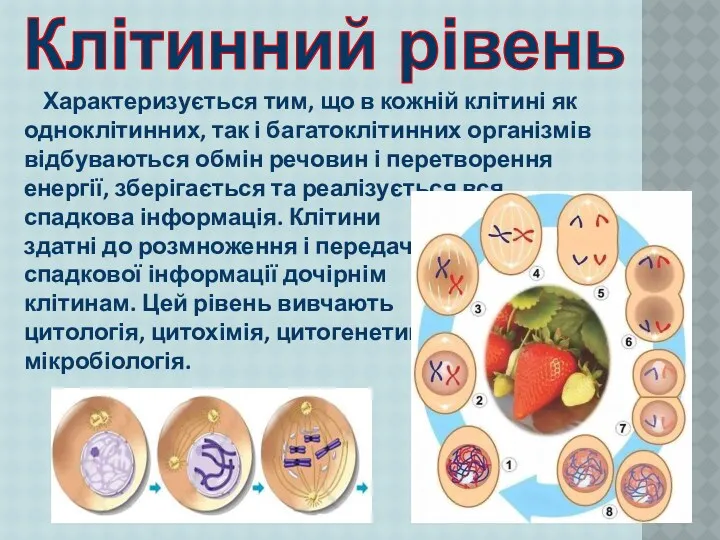 Характеризується тим, що в кожній клітині як одноклітинних, так і