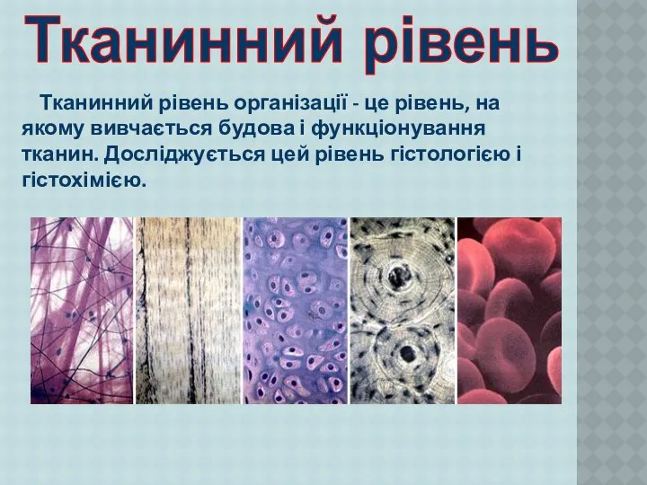 Тканинний рівень організації - це рівень, на якому вивчається будова