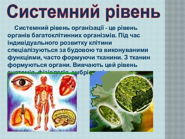 Системний рівень організації - це рівень органів багатоклітинних організмів. Під