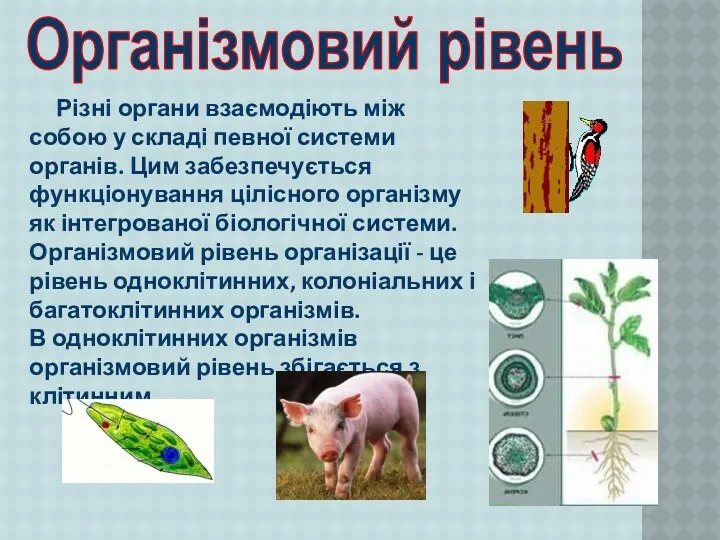 Різні органи взаємодіють між собою у складі певної системи органів.