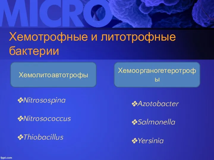 Хемотрофные и литотрофные бактерии Хемолитоавтотрофы Хемоорганогетеротрофы Nitrosospina Nitrosococcus Thiobacillus Azotobacter Salmonella Yersinia