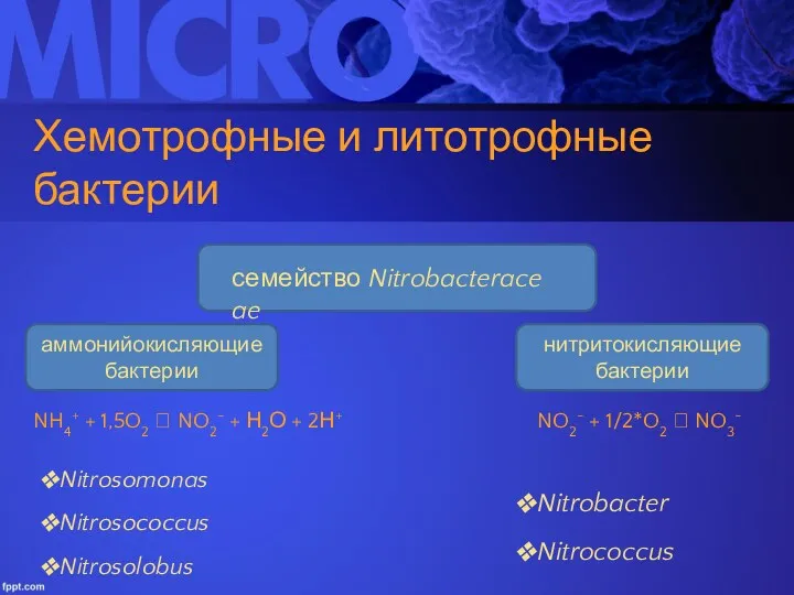 Хемотрофные и литотрофные бактерии аммонийокисляющие бактерии нитритокисляющие бактерии Nitrosomonas Nitrosococcus