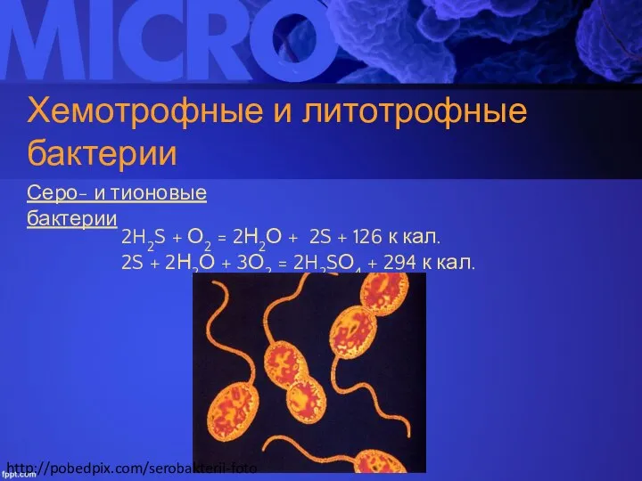 Хемотрофные и литотрофные бактерии Серо- и тионовые бактерии 2H2S +