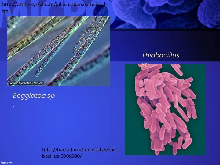 http://attrib.xyz/album/jules-undersea-lodge.html Beggiatoa sp. Thiobacillus sp. http://bacta.farm/bioleostus/thiobacillus-500x500/