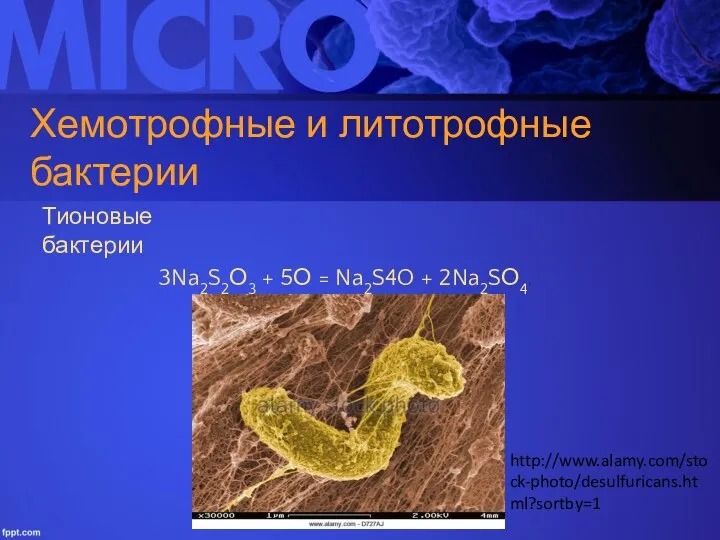 Хемотрофные и литотрофные бактерии Тионовые бактерии 3Na2S2О3 + 5О = Na2S4O + 2Na2SО4. http://www.alamy.com/stock-photo/desulfuricans.html?sortby=1