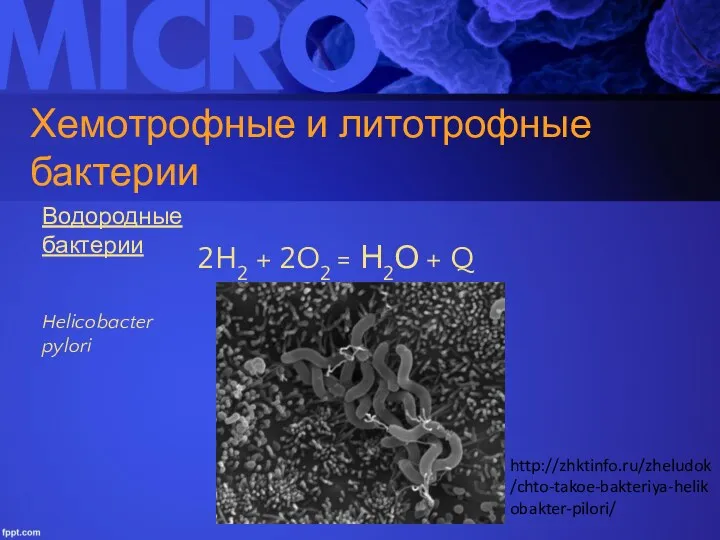 Хемотрофные и литотрофные бактерии Водородные бактерии 2H2 + 2O2 = Н2О + Q Helicobacter pylori http://zhktinfo.ru/zheludok/chto-takoe-bakteriya-helikobakter-pilori/