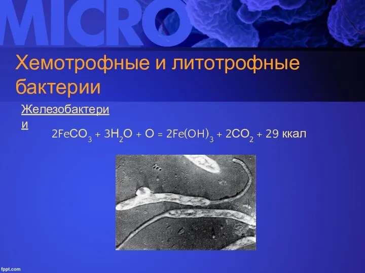 Хемотрофные и литотрофные бактерии Железобактерии 2FeСО3 + 3Н2О + О