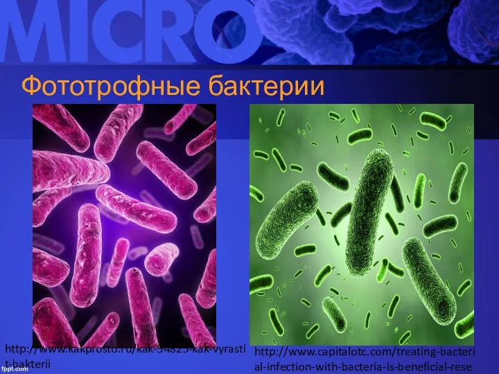 Фототрофные бактерии http://www.kakprosto.ru/kak-54825-kak-vyrastit-bakterii http://www.capitalotc.com/treating-bacterial-infection-with-bacteria-is-beneficial-researchers-found/211069/
