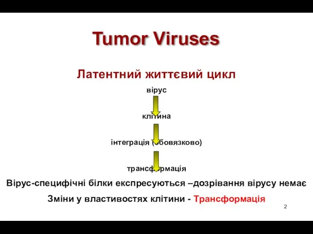 Tumor Viruses Латентний життєвий цикл вірус клітина інтеграція (обовязково) трансформація Вірус-специфічні білки експресуються