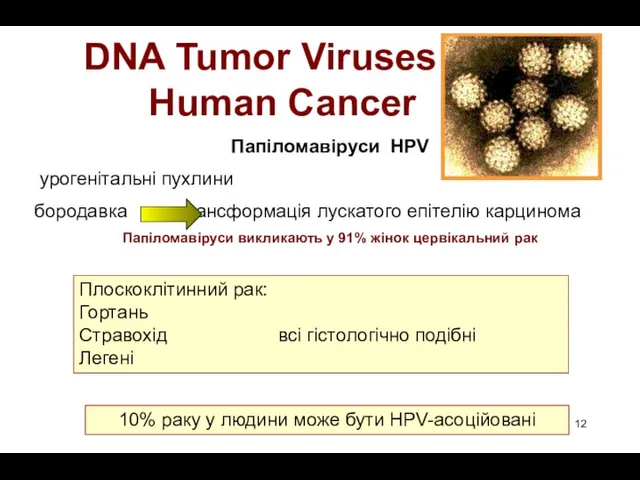 DNA Tumor Viruses In Human Cancer Плоскоклітинний рак: Гортань Стравохід всі гістологічно подібні