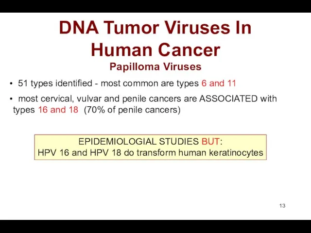 DNA Tumor Viruses In Human Cancer Papilloma Viruses 51 types identified - most
