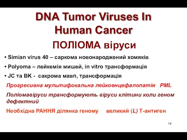 DNA Tumor Viruses In Human Cancer ПОЛІОМА віруси Simian virus 40 – саркома