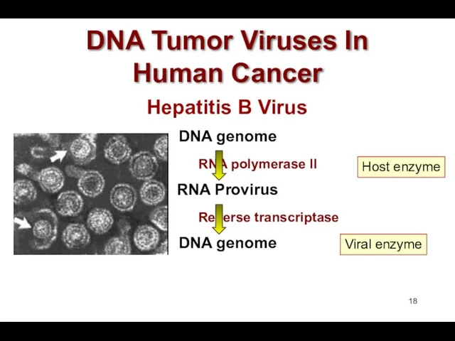 DNA Tumor Viruses In Human Cancer Host enzyme Viral enzyme
