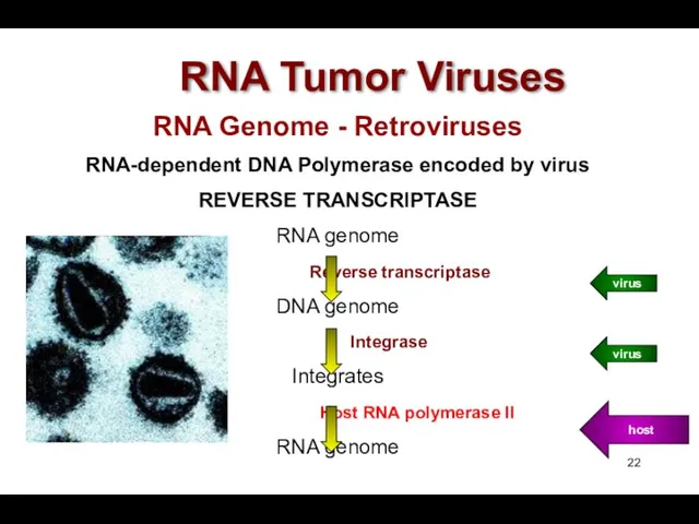 RNA Tumor Viruses RNA Genome - Retroviruses RNA-dependent DNA Polymerase encoded by virus