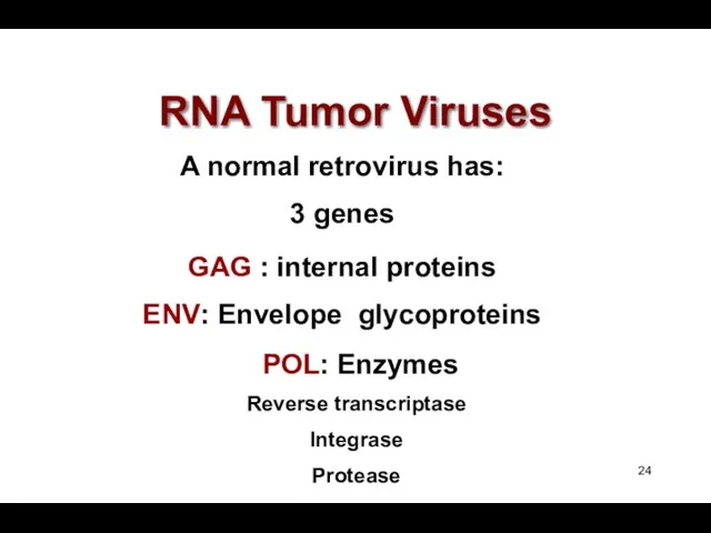 RNA Tumor Viruses POL: Enzymes Reverse transcriptase Integrase Protease A normal retrovirus has:
