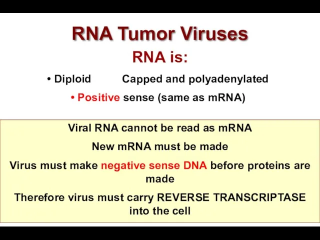 RNA Tumor Viruses RNA is: Diploid Capped and polyadenylated Positive sense (same as