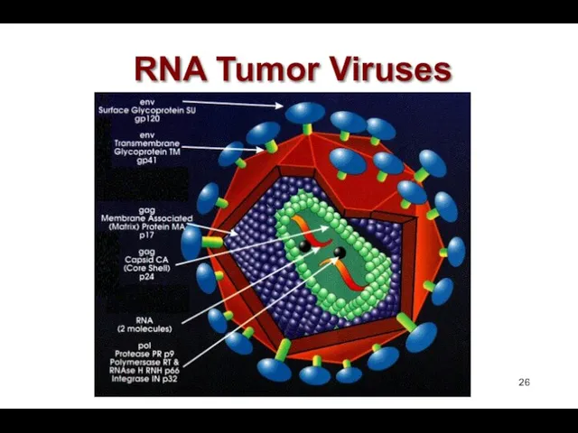 RNA Tumor Viruses