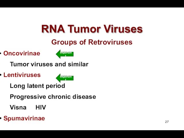 RNA Tumor Viruses Groups of Retroviruses Oncovirinae Tumor viruses and similar Lentiviruses Long