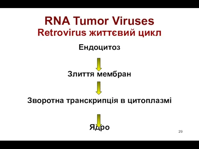 RNA Tumor Viruses