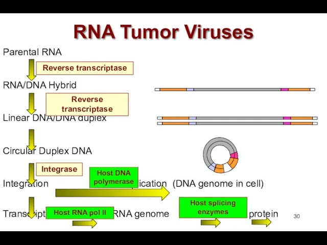 RNA Tumor Viruses Parental RNA RNA/DNA Hybrid Linear DNA/DNA duplex Circular Duplex DNA