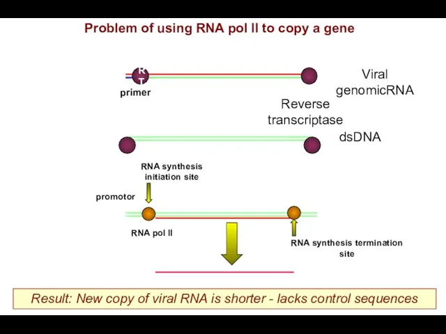 primer Viral genomicRNA Reverse transcriptase dsDNA Result: New copy of viral RNA is