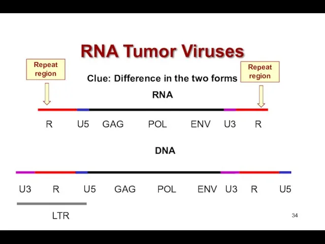 RNA Tumor Viruses Clue: Difference in the two forms RNA R U5 GAG