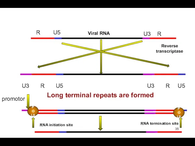 Viral RNA Reverse transcriptase R U5 U3 R U3 R U5 U3 R
