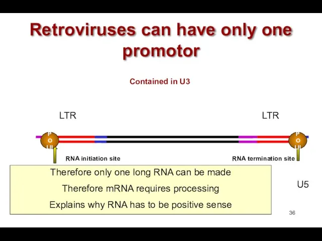 Retroviruses can have only one promotor LTR LTR U5 Therefore only one long