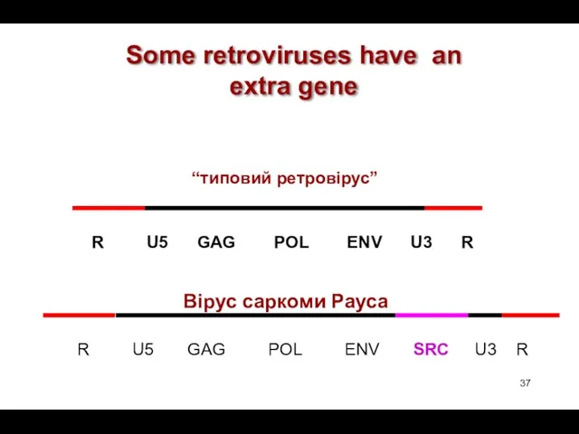 R U5 GAG POL ENV U3 R Some retroviruses have an extra gene “типовий ретровірус” SRC