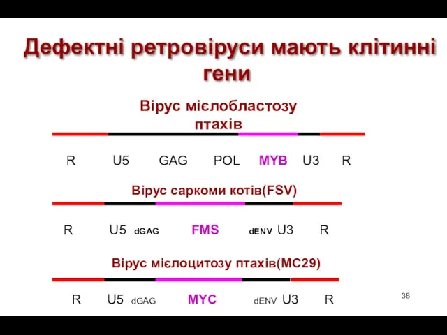 Вірус саркоми котів(FSV) R U5 dGAG FMS dENV U3 R Вірус мієлоцитозу птахів(MC29)