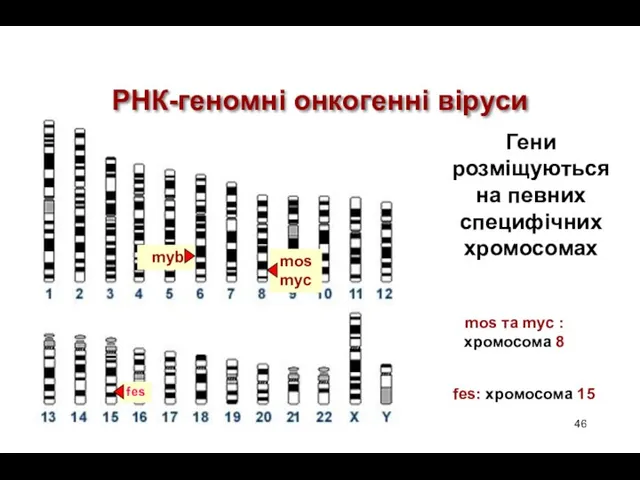 РНК-геномні онкогенні віруси Гени розміщуються на певних специфічних хромосомах mos та myc :