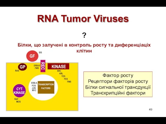 RNA Tumor Viruses ? Білки, що залучені в контроль росту та диференціаціх клітин