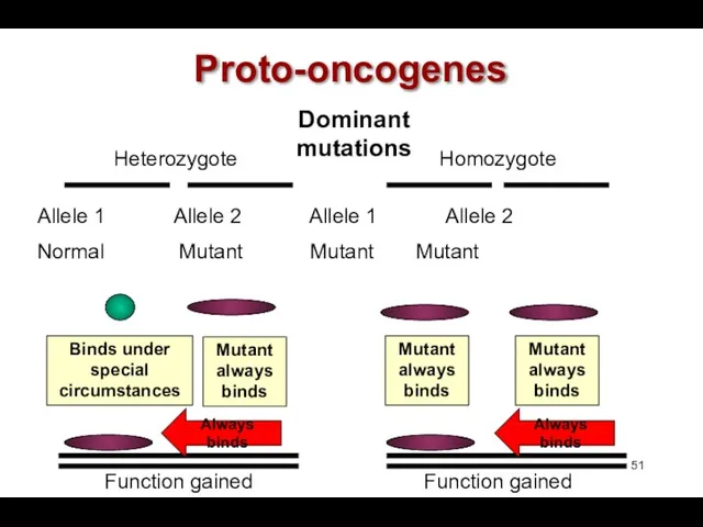 Proto-oncogenes Heterozygote Homozygote Allele 1 Allele 2 Allele 1 Allele