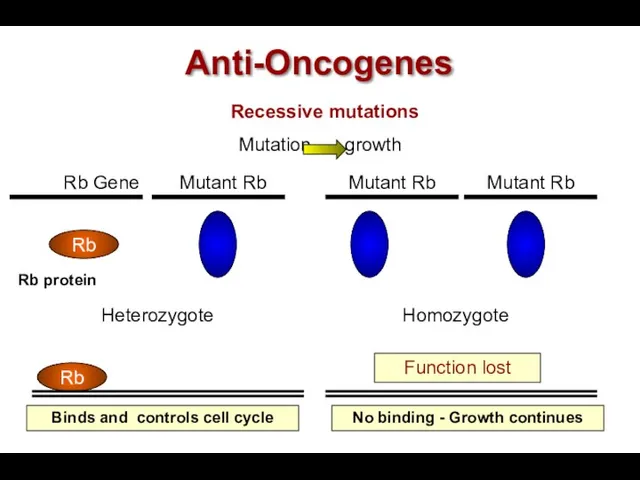 Anti-Oncogenes Rb Gene Mutant Rb Mutant Rb Rb Rb Rb protein Binds and