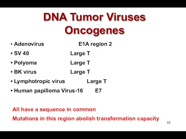 DNA Tumor Viruses Oncogenes Adenovirus E1A region 2 SV 40 Large T Polyoma