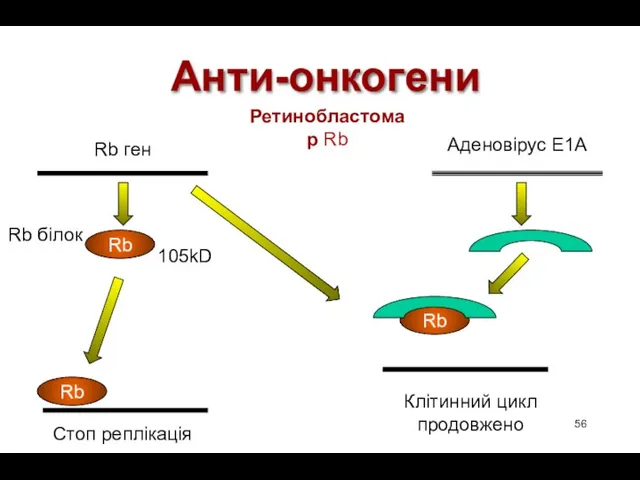 Анти-онкогени Rb ген Rb Rb білок Rb Стоп реплікація Rb Aденовірус E1A Клітинний