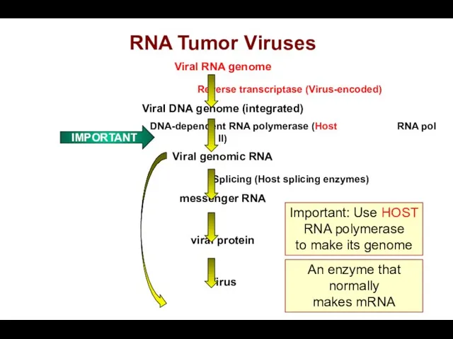 Important: Use HOST RNA polymerase to make its genome An enzyme that normally makes mRNA IMPORTANT