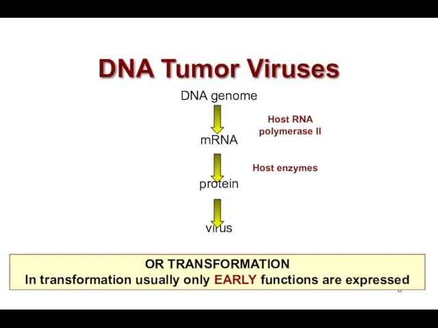 DNA Tumor Viruses DNA genome mRNA protein virus Host RNA polymerase II Host