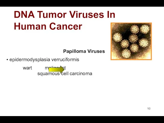 DNA Tumor Viruses In Human Cancer